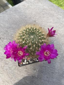 Neoporteria subgibbosa